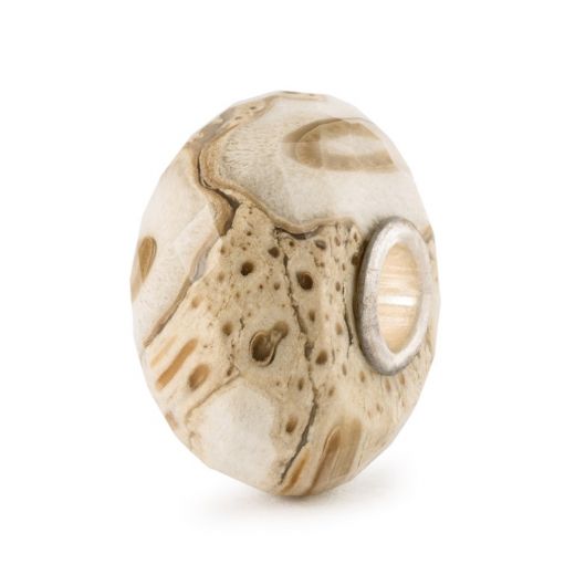 Fossiles Holz - Neu -