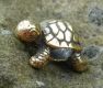 Afrikanische Schildkröte, vergoldet